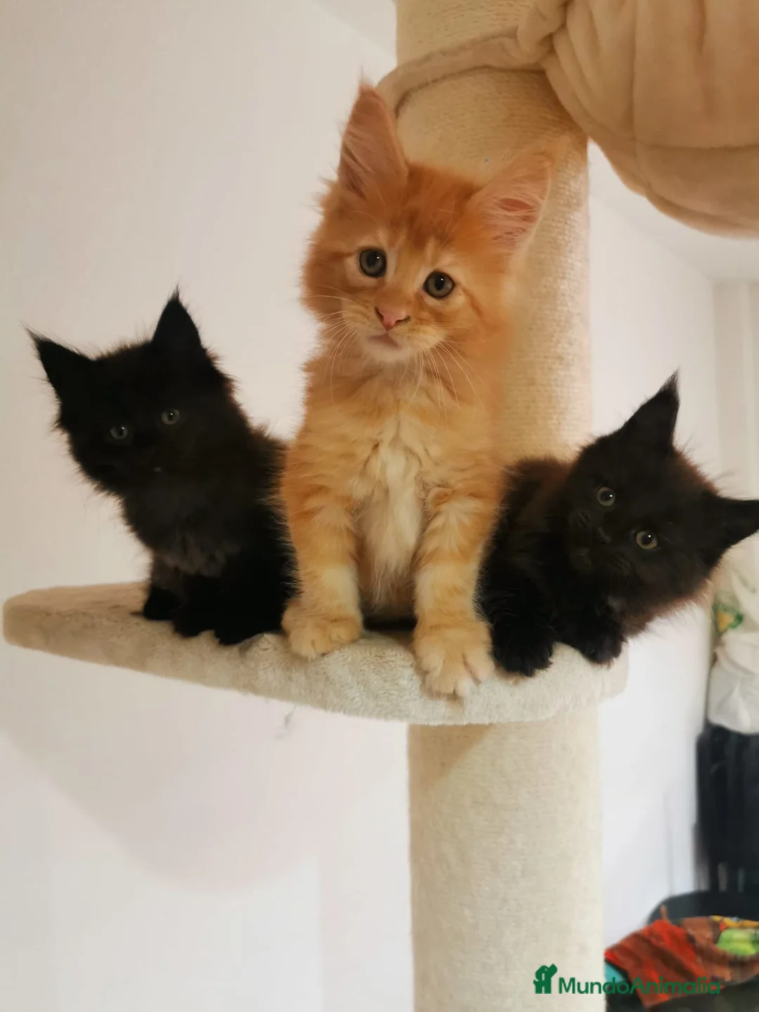 Maine Coon gatos en venta: Maravilloso Mainecoon naranja  en Madrid - Anuncio 3