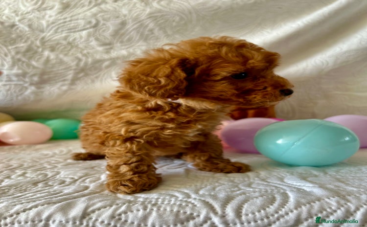 Caniche Toy perros - Anuncio 2