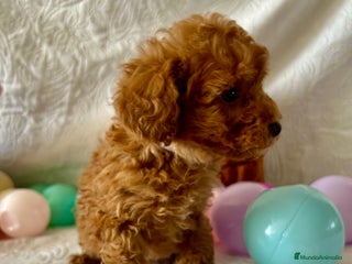 Caniche Toy perros - Anuncio 1