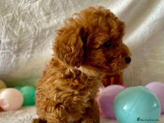 Caniche Toy perros CANICHE TOY ROJA - Anuncio 14