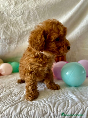 Caniche Toy perros - Anuncio 11