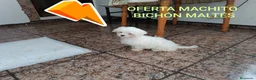 Bichón Maltés perros en venta: BICHÓN MACHITO EN OFERTA!! - Anuncio 2