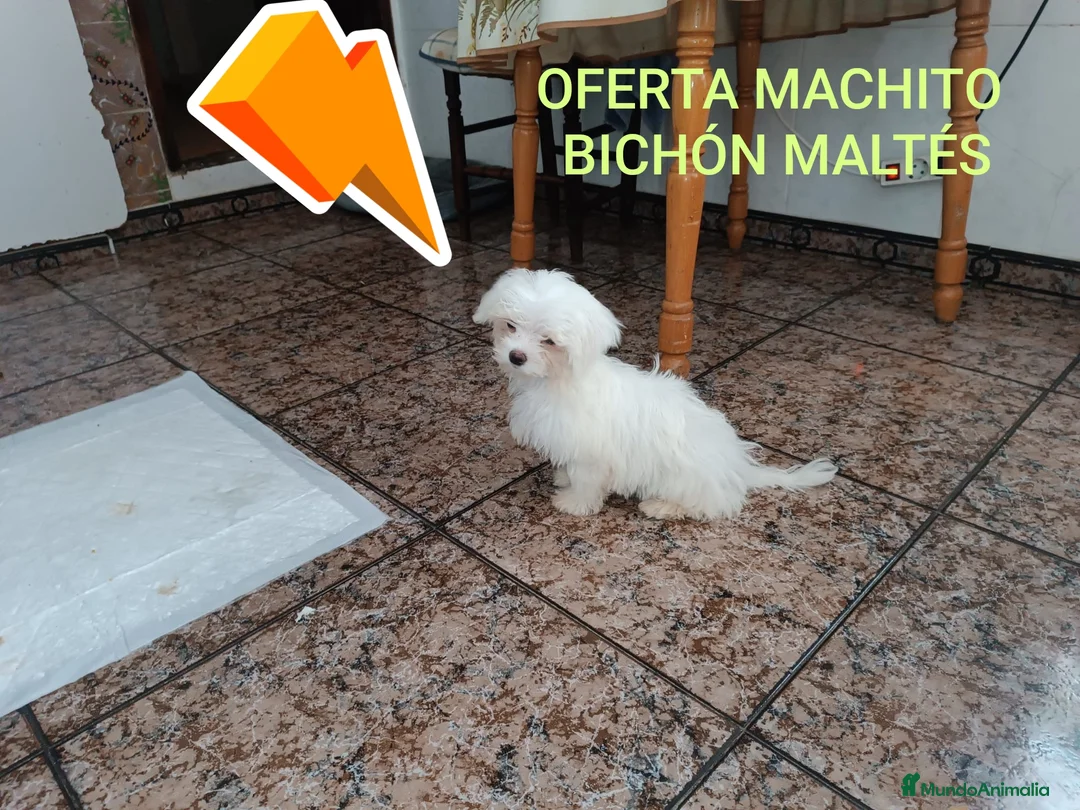 Bichón Maltés perros en venta: BICHÓN MACHITO EN OFERTA!! - Anuncio 2