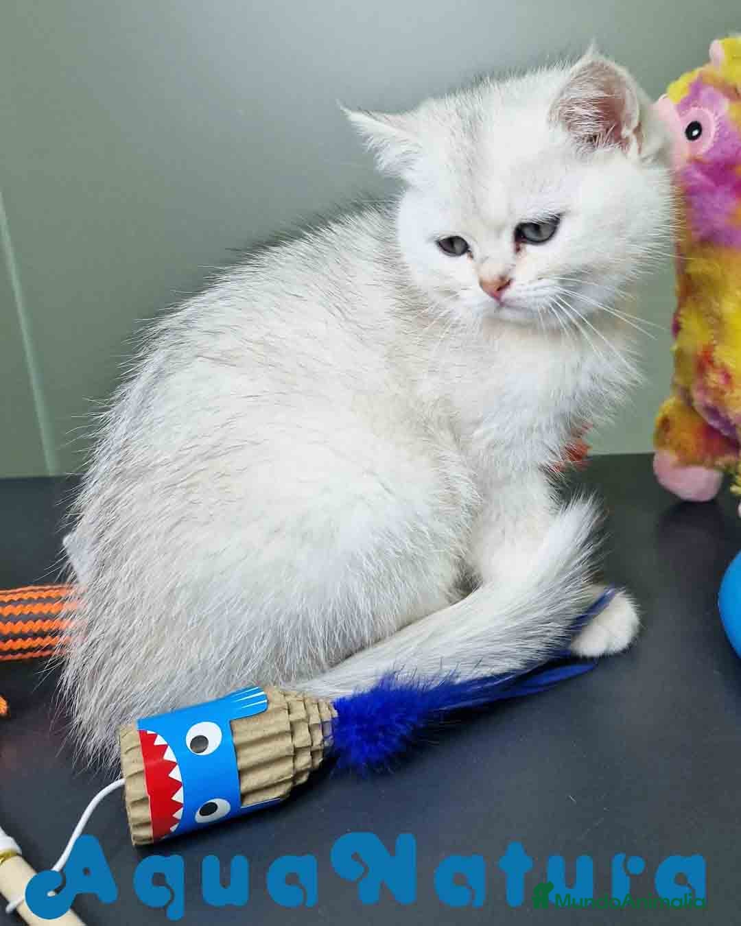 Británico de Pelo Corto gatos British Macho 7791 AQUANATURA - Anuncio 2