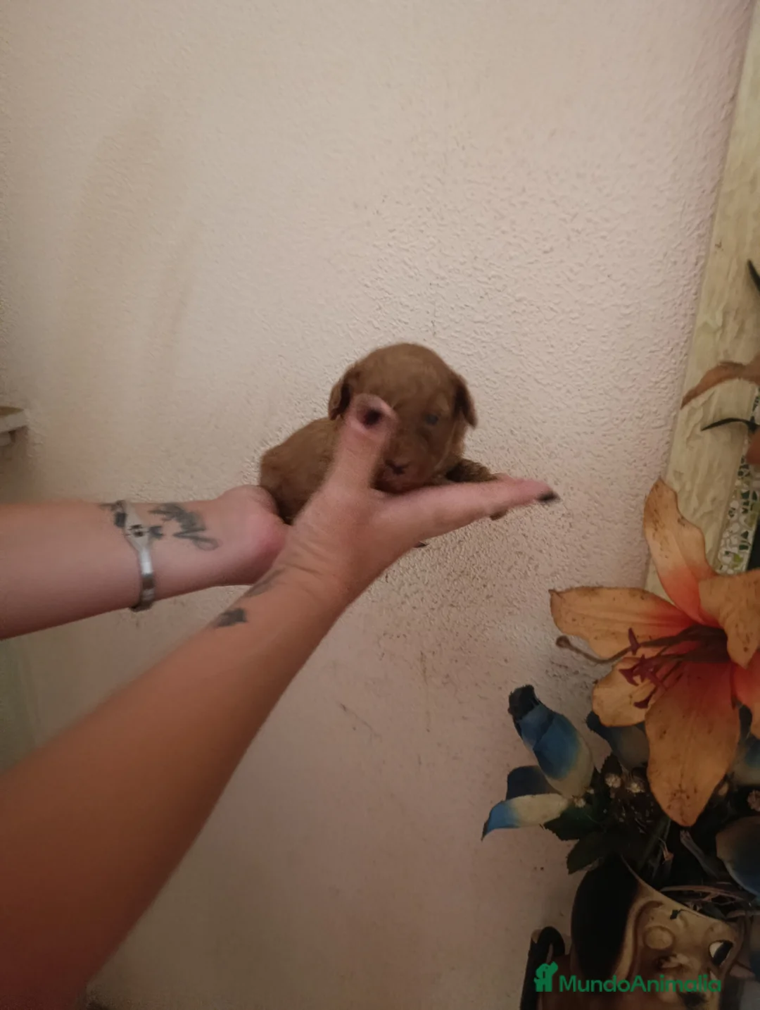 Caniche Toy perros en venta: CANICHES TOYS EXCLUSIVOS  - Anuncio 2