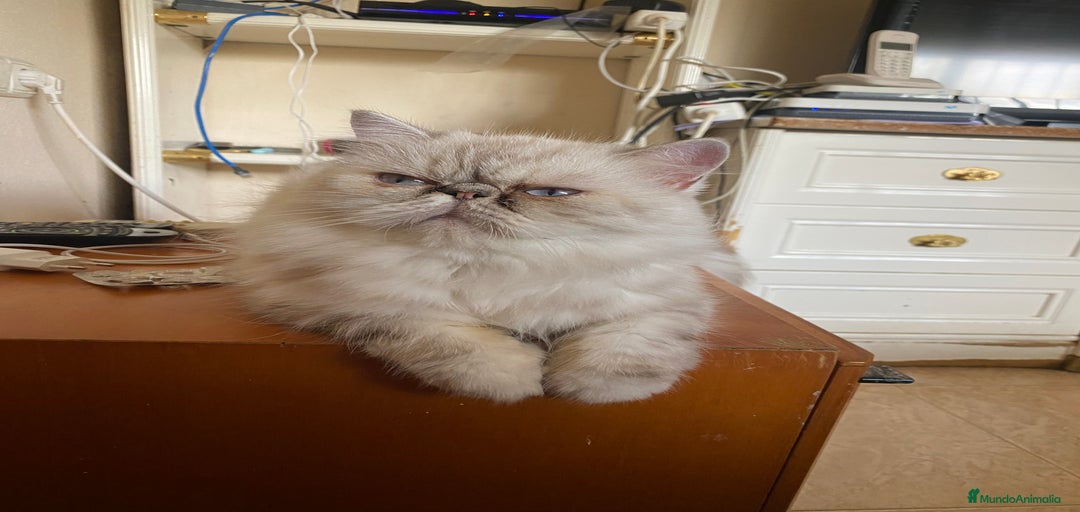 Imagen de galería {{count}}