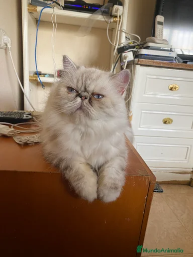 Imagen de galería {{count}}