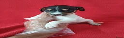 Ratonero Bodeguero Andaluz perros en venta: Bodeguero Andaluz  - Anuncio 2