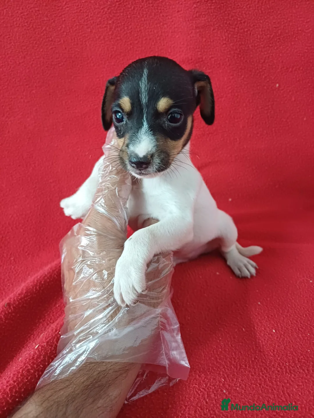 Ratonero Bodeguero Andaluz perros en venta: Bodeguero Andaluz  - Anuncio 2