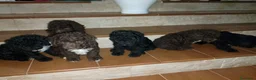 Perro de Agua Español perros en venta: Perro de Agua Español Económico - Anuncio 1