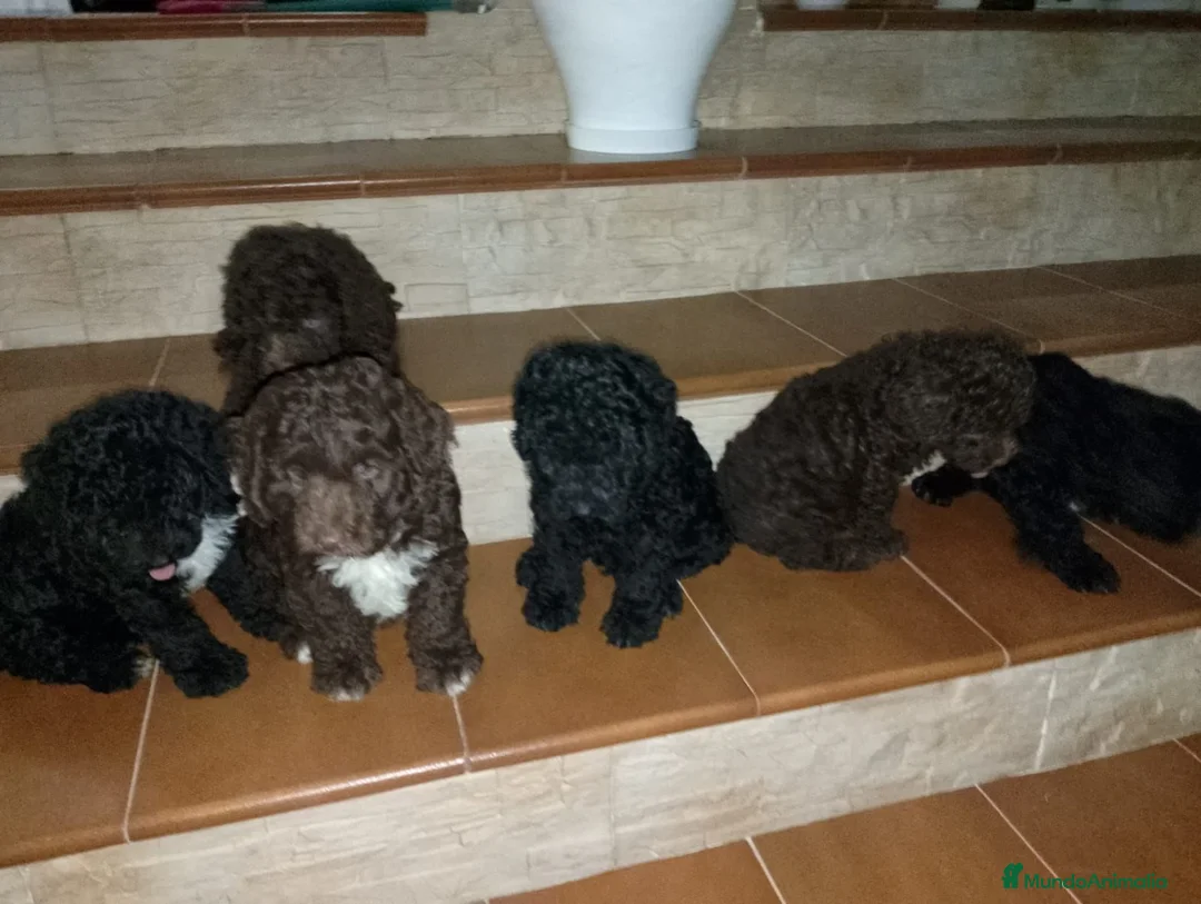 Perro de Agua Español perros en venta: Perro de Agua Español Económico - Anuncio 1