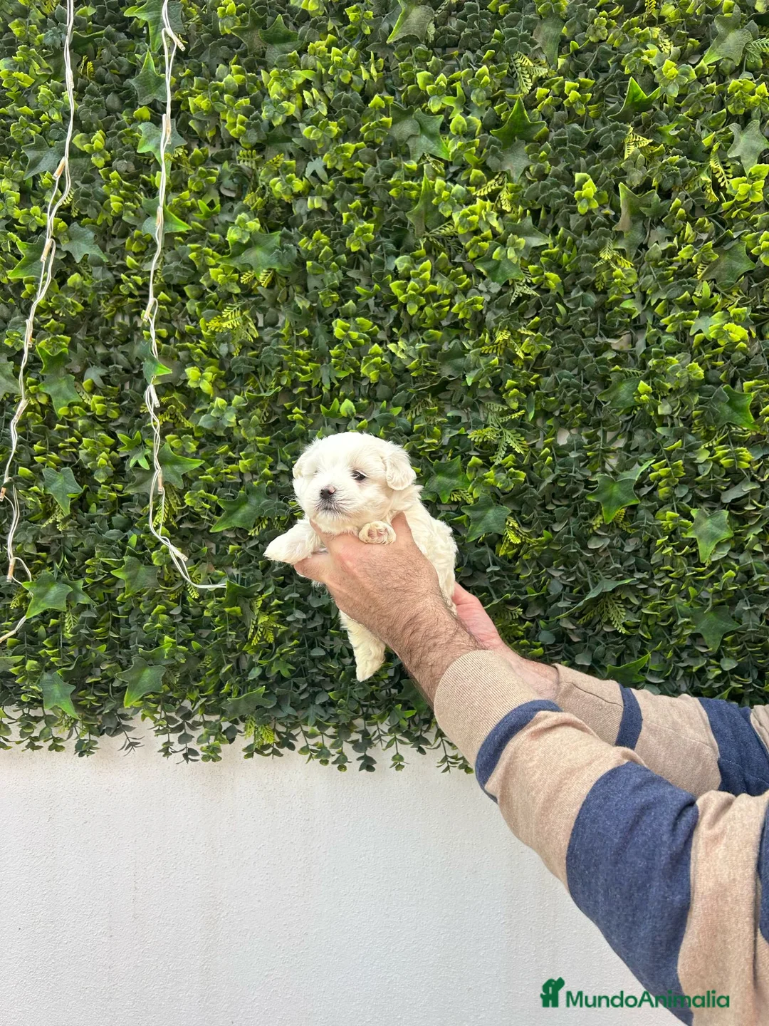 Bichón Maltés perros en venta: Hembra Bichon Maltes toy linea americana  - Anuncio 4