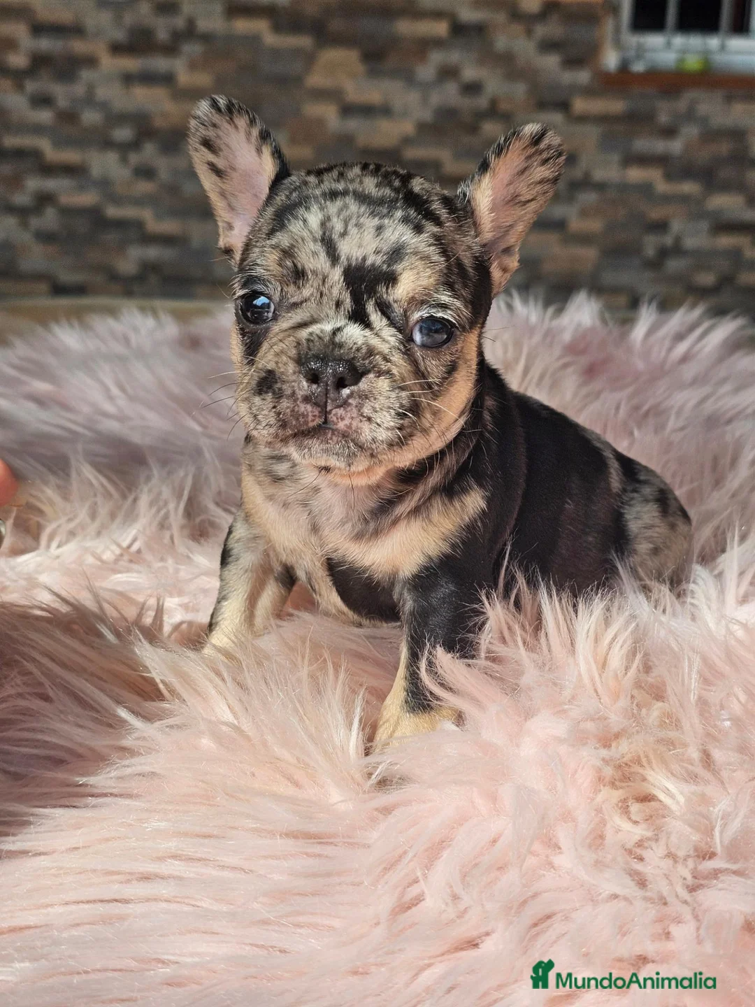 Bulldog Francés perros en venta: Bulldog francés cocoa and tan - Anuncio 6