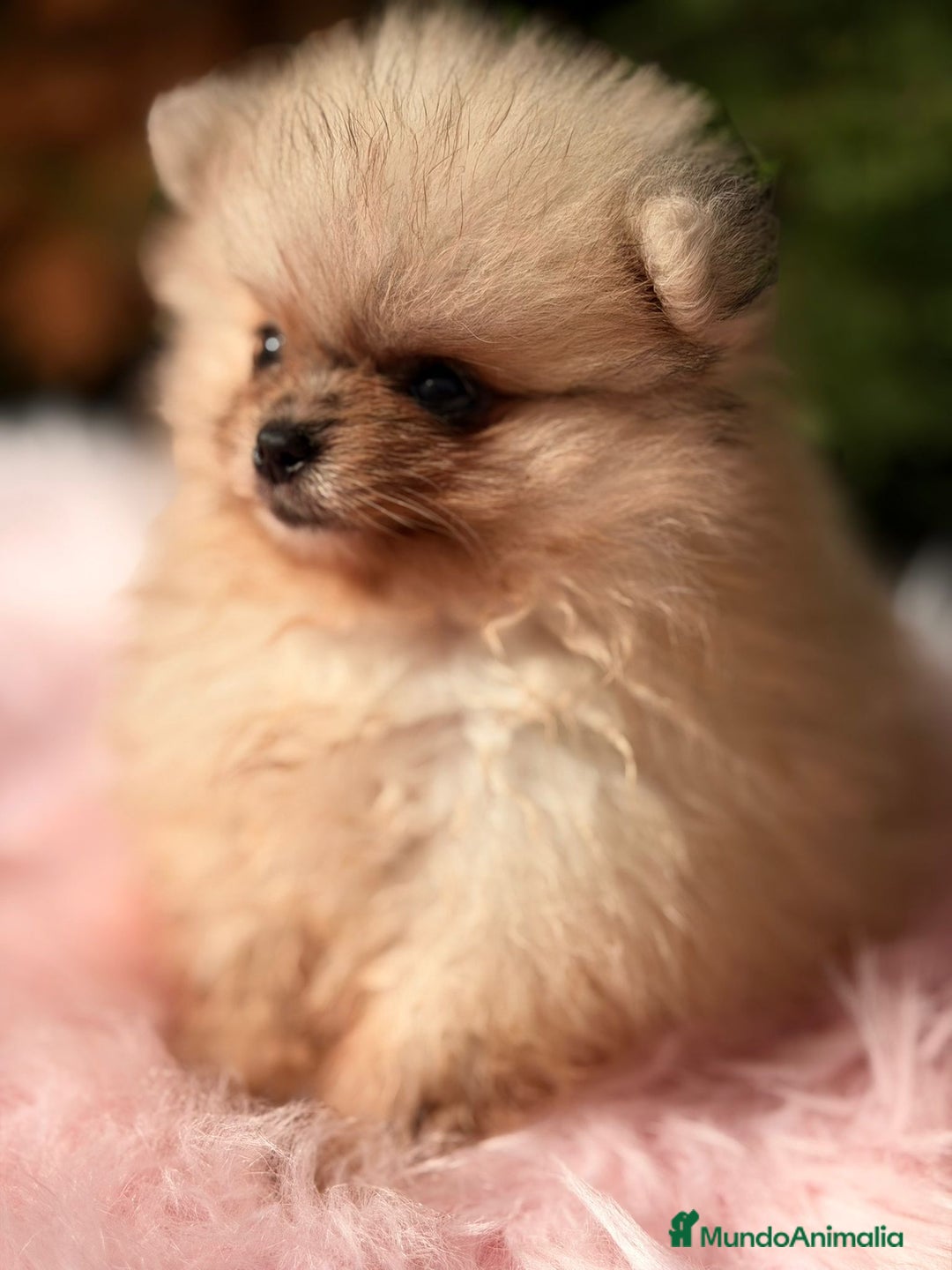 Pomerania perros en venta: Pomerania hembra  - Anuncio 2