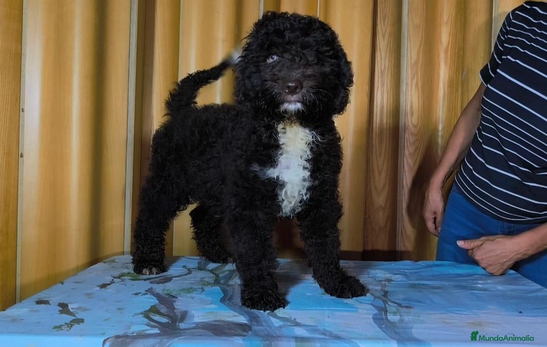 Perro de Agua Español perros Perros de agua  - Anuncio 26