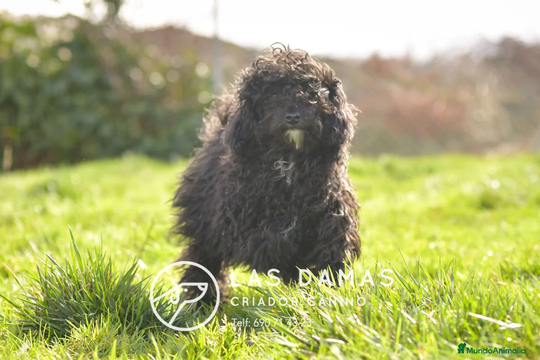 Caniche Enano perros en venta: Hembra de caniche color negro - Anuncio 1