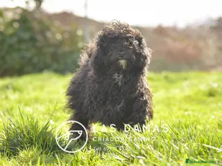 Caniche Enano perros Hembras de caniche color negro - Anuncio 2