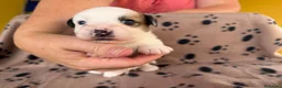Jack Russell Terrier perros en venta: Cachorros de jack Russell disponibles - Anuncio 8