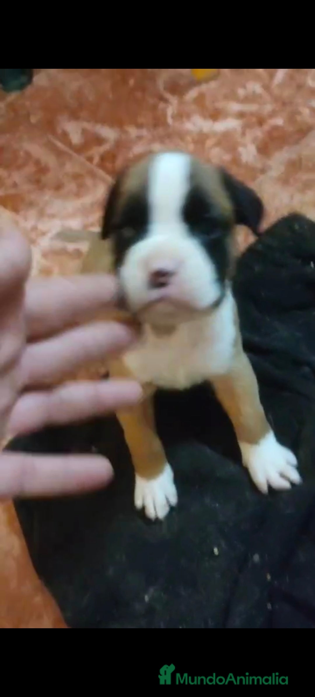 Boxer perros Bóxer  - Anuncio 1