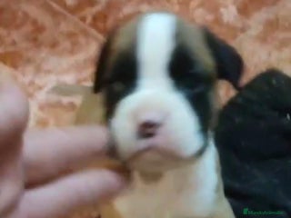 Boxer perros Bóxer - Anuncio 1