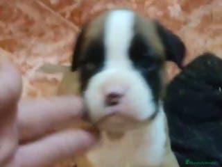 Boxer perros Bóxer - Anuncio 3