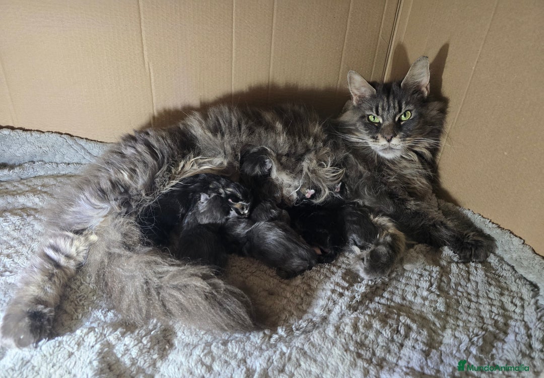 Maine Coon gatos en venta: Gatitos maine coon - Imagen 4