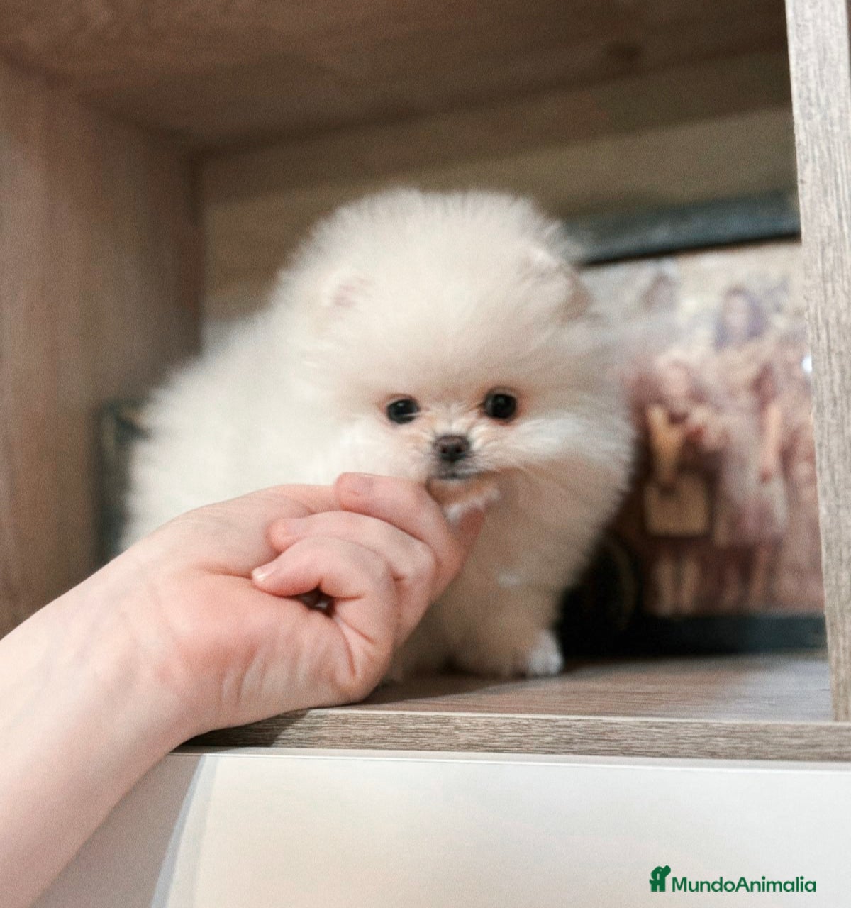 Pomerania perros Pomerania mini línea rusa y coreana  - Anuncio 1