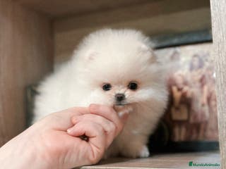 Pomerania perros Pomerania mini línea rusa y coreana - Anuncio 12