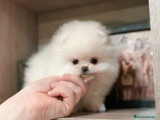 Pomerania perros Pomerania mini línea rusa y coreana - Anuncio 9