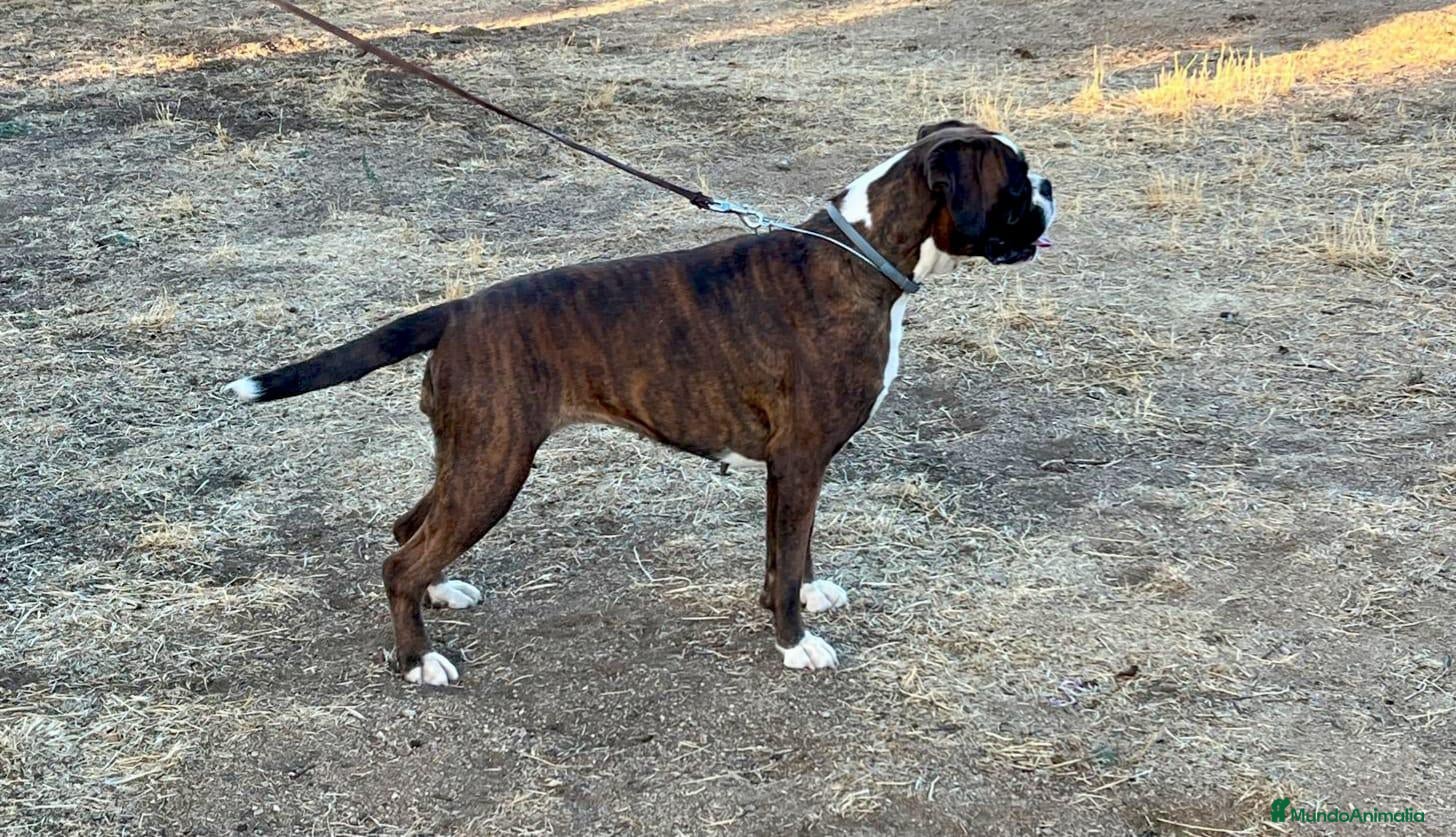 Boxer perros BOXER - Anuncio 1