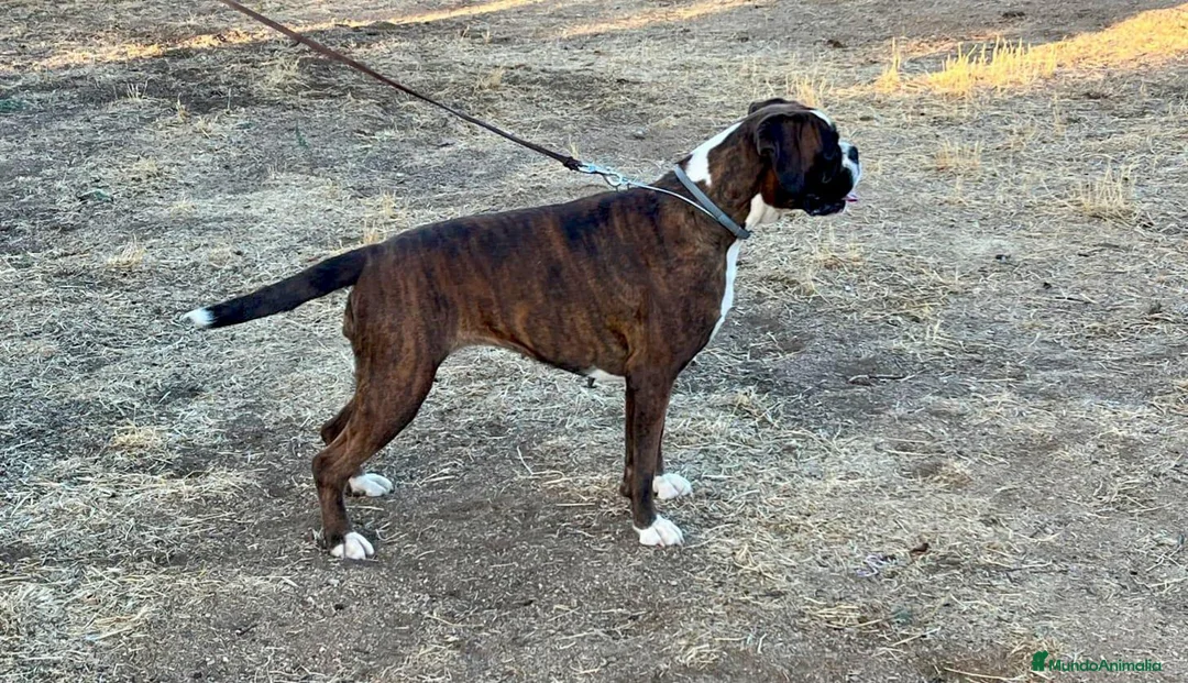 Boxer perros en venta: BOXER - Anuncio 1