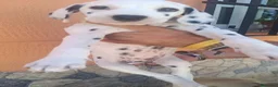 Dálmata perros en venta: Dalmata disponible  - Anuncio 9