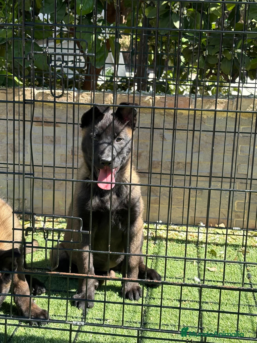 Pastor Belga Malinois perros en venta: Cachorras Malinois con pedigree  en Murcia - Anuncio 2
