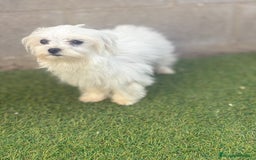 Bichón Maltés perros en venta: Bichon maltés toy - Imagen 3