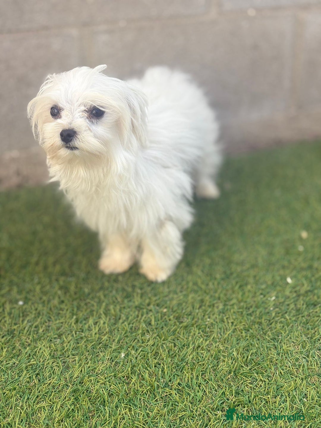 Bichón Maltés perros en venta: Bichon maltés toy - Imagen 3