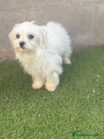 Bichón Maltés perros - Anuncio 1
