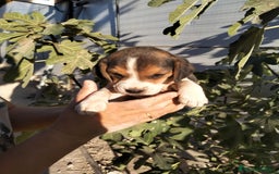 Beagle perros en venta: Cachorritos de beagles  - Imagen 1