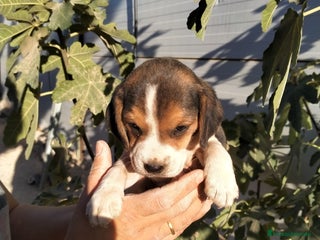 Beagle perros - Anuncio 3