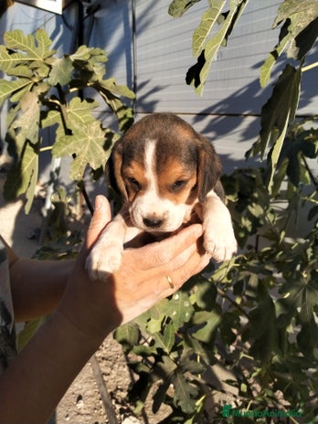 Beagle perros - Anuncio 1