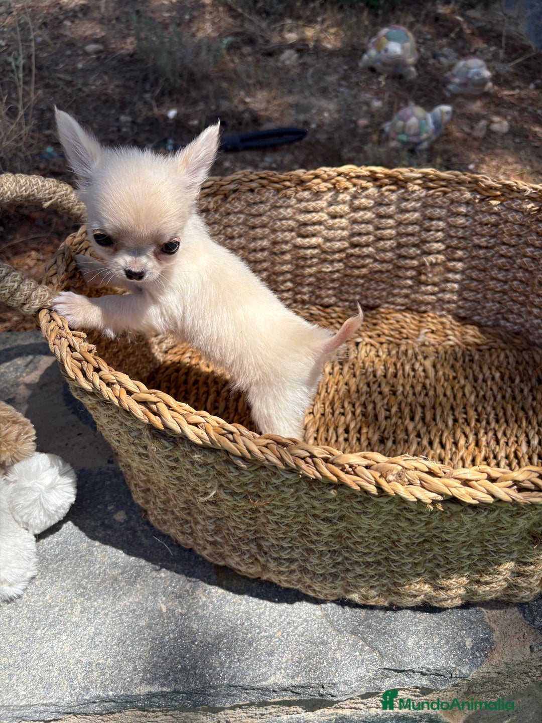 Chihuahua perros en venta: Chihuahua Micro Toy Hembra !!! - Imagen 9