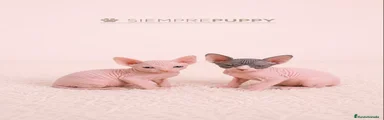 Sphynx 1