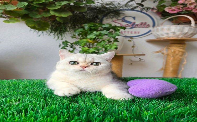 Británico de Pelo Corto gatos - Anuncio 1