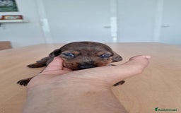 Teckel perros en venta: Teckel kaninchen  - Imagen 6