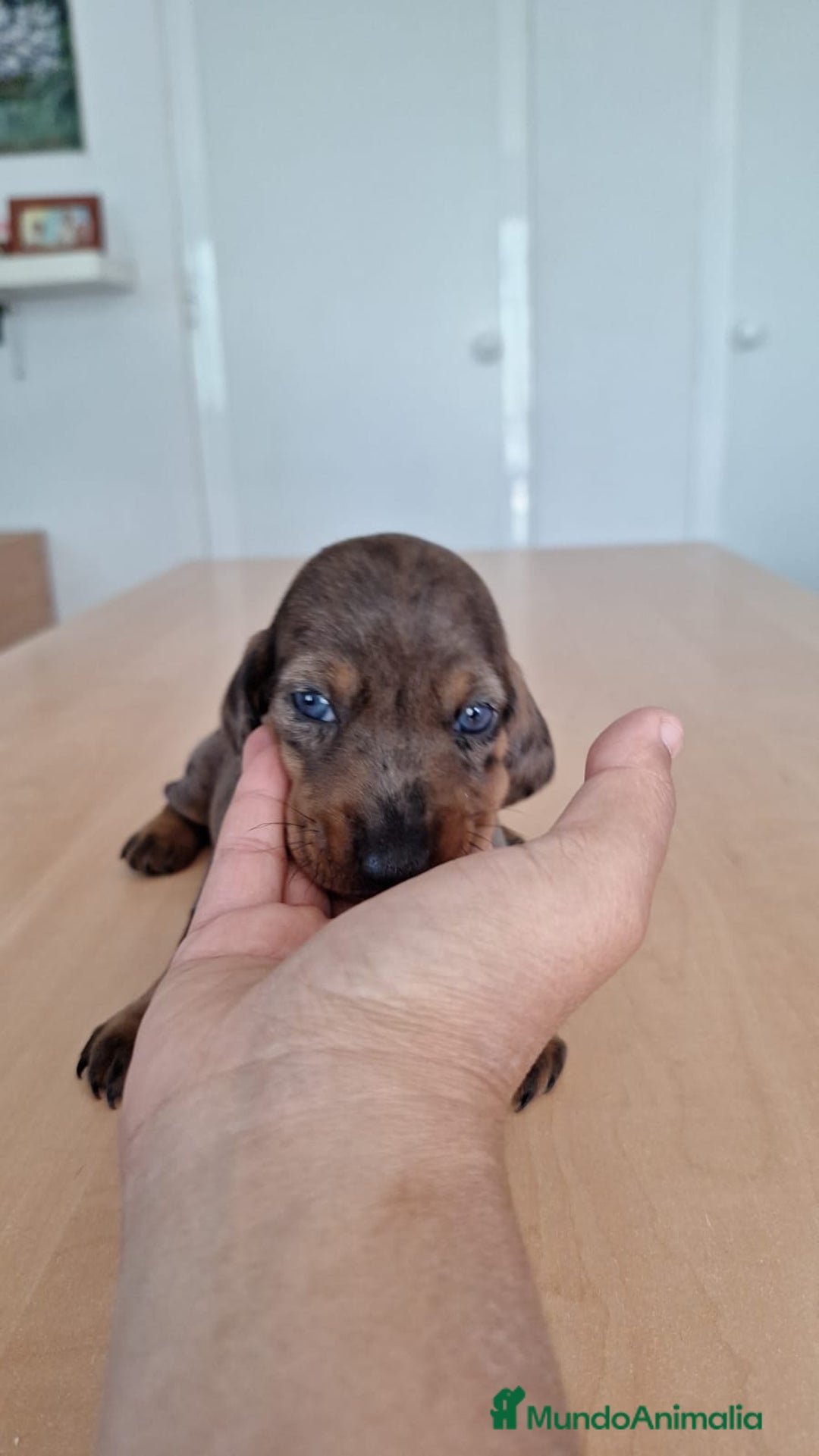 Teckel perros en venta: Teckel kaninchen  - Imagen 6