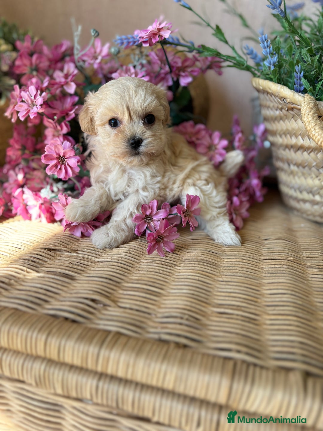 Maltipoo perros en venta: Maltipoo Toy hembra disponible!! - Imagen 7