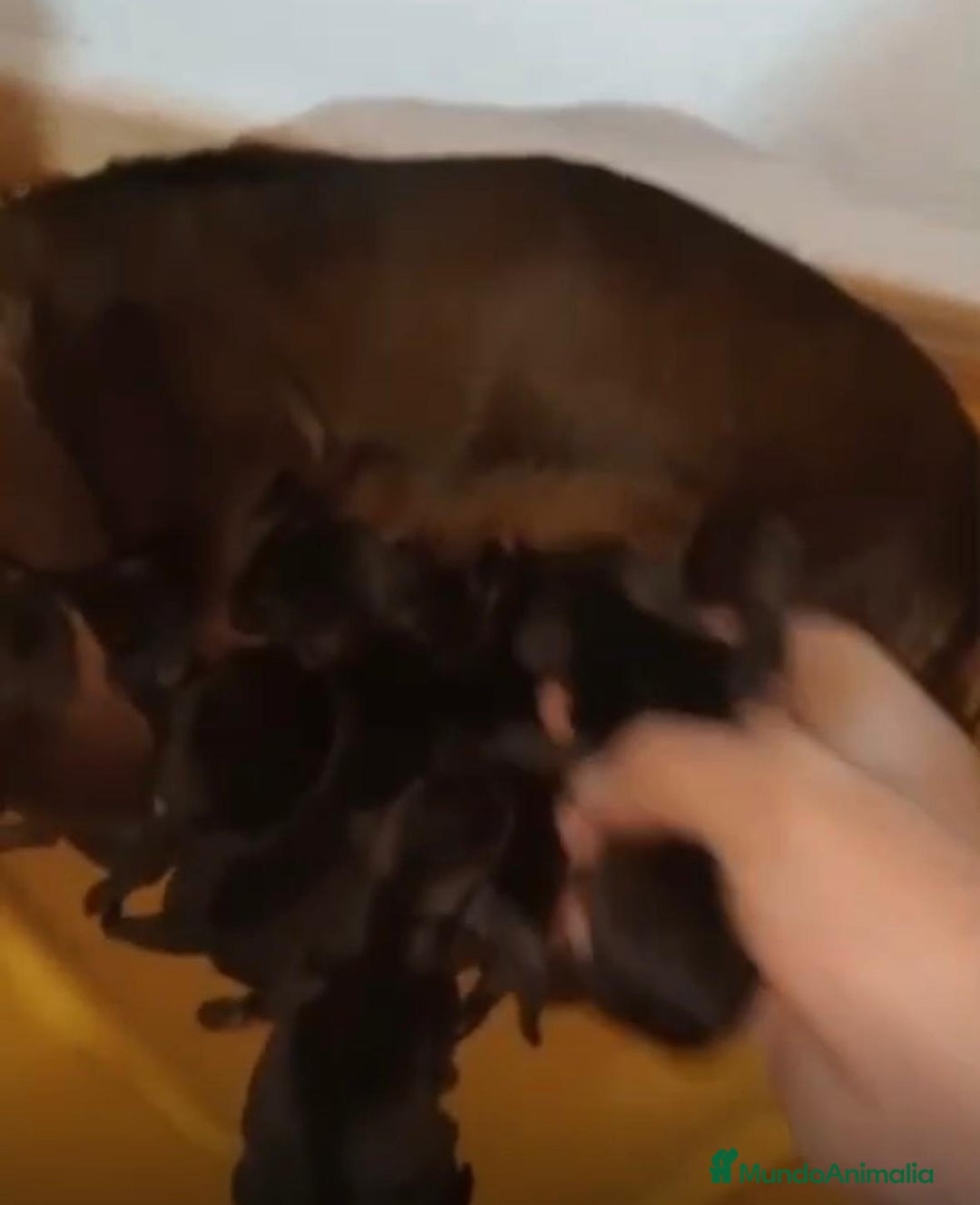 Teckel Miniatura perros en venta: Teckel kaninchen nueva camada - Anuncio 5