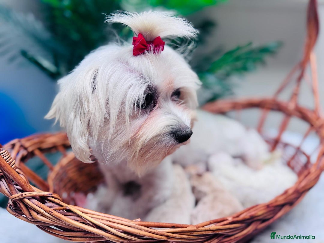 Maltipoo perros en venta: MALTIPOO - Anuncio 3