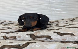 Teckel Miniatura perros en venta: TECKEL MINIATURA  - Imagen 6