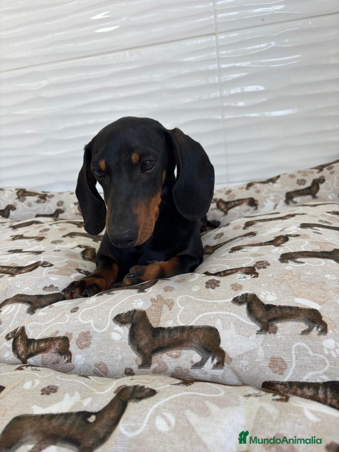 Teckel Miniatura perros en venta: TECKEL MINIATURA  - Imagen 6