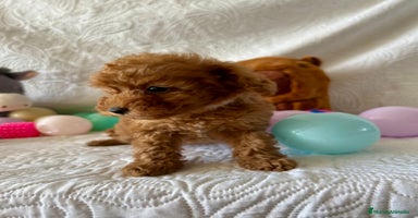 Caniche Toy perros - Anuncio 5